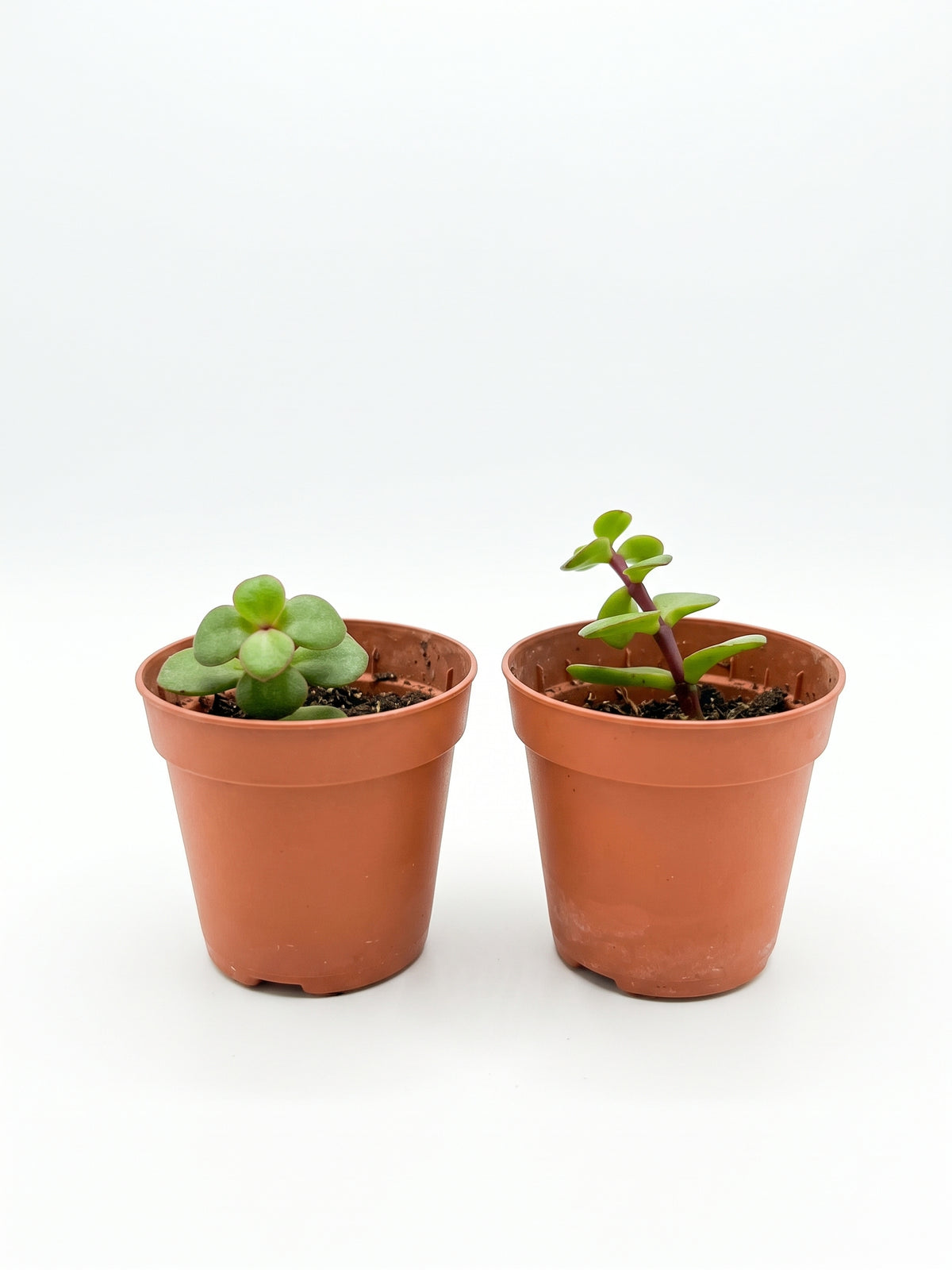 Pianta Elefante | Crossula portulacaria afra