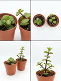 Pianta Elefante | Crossula portulacaria afra