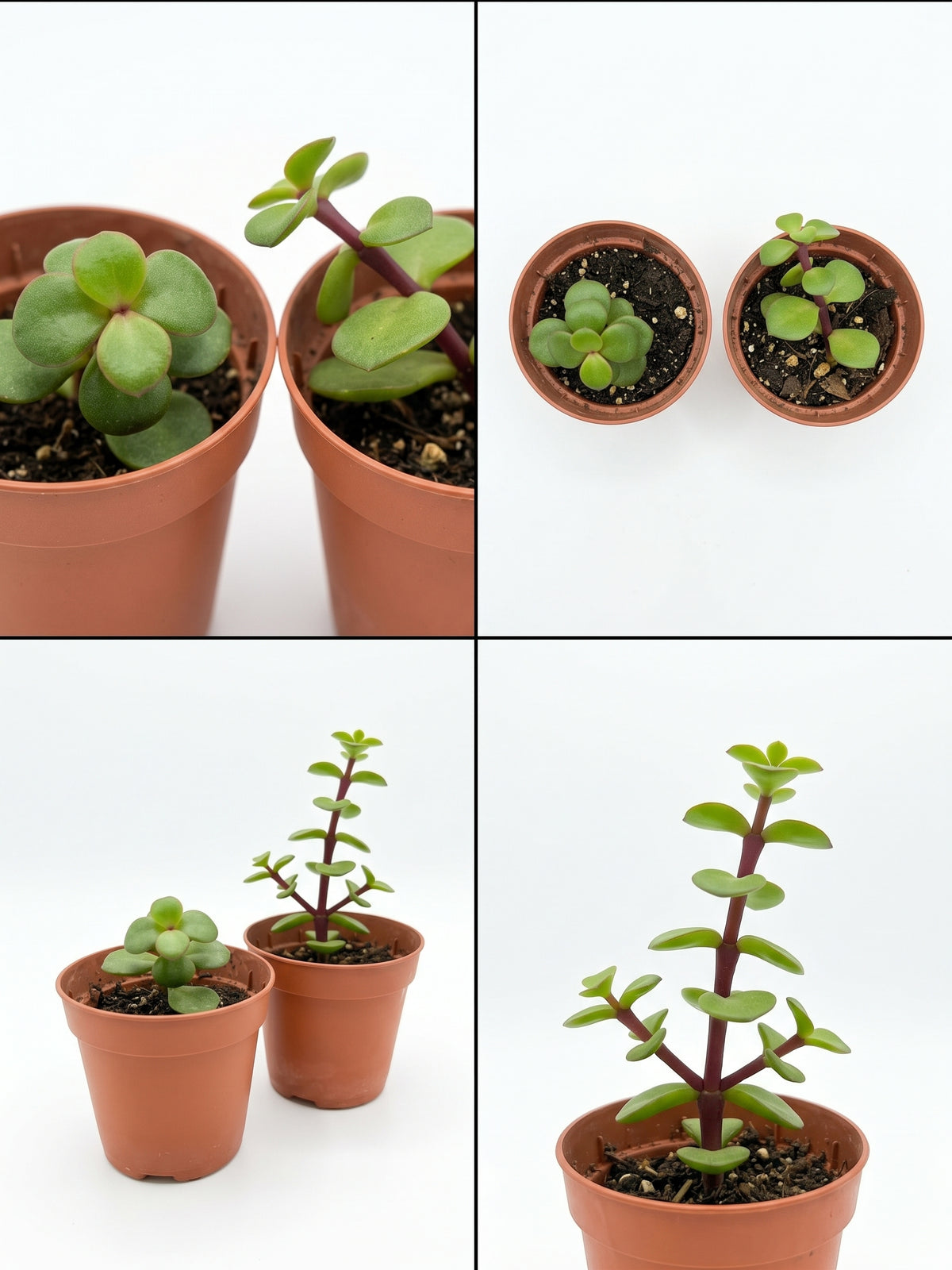 Pianta Elefante | Crossula portulacaria afra